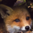 FoxVirus