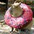 Donutcapybara