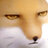 Sand Fox
