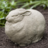fat bunny