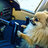 Pom Pilot