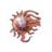 Prokaryote