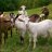 goats