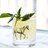 Basil Julep