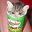 cat in pringles