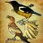 Icterus