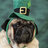 Irish Pug