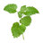 A Sprig Of Lemon Balm