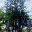 A tree