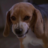 Porthos