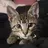 KittiestKitty
