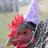 witchicken