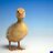Little Duck