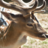 Probably a deer